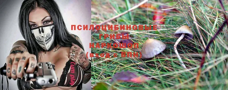 где купить наркоту  Балтийск  Псилоцибиновые грибы Psilocybine cubensis 