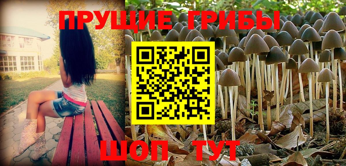 Галлюциногенные грибы Psilocybe Балтийск